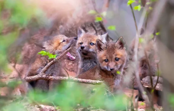 Forest, branches, blur, Fox, three, Fox, kids, company