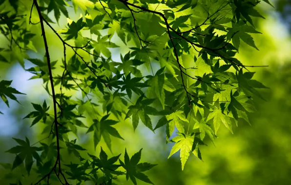 Macro, green, foliage, branch, spring, maple