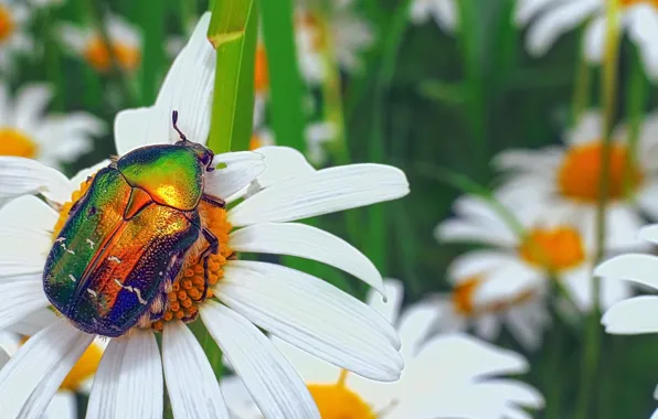 Summer, macro, flowers, green, glade, chamomile, beetle, insect