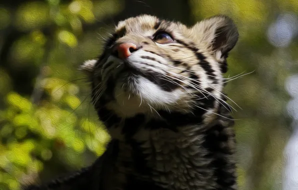 Cat, wool, color, Clouded leopard