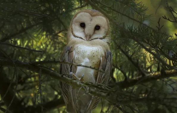 Picture branches, owl, bird, the barn owl