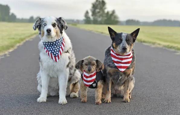 Picture road, each, dog