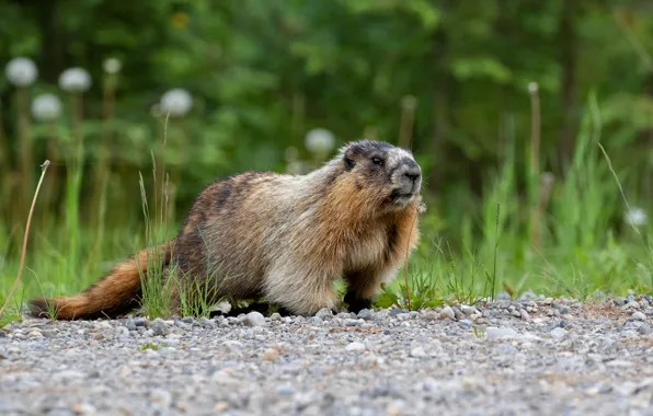 Grass, look, nature, pebbles, marmot