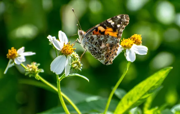 Picture butterfly, flowers, butterfly