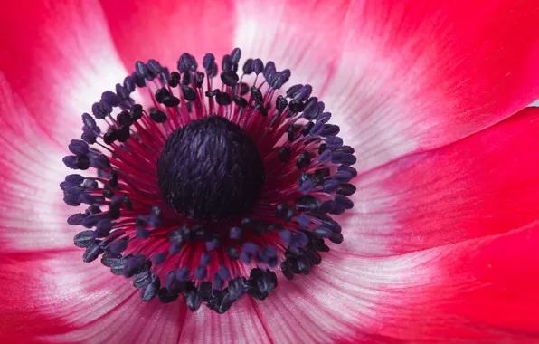 Picture flowers, petals, anemonastrum