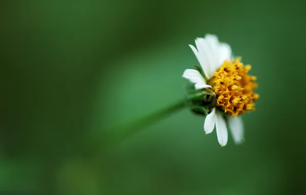 Greens, white, flowers, yellow, background, the middle