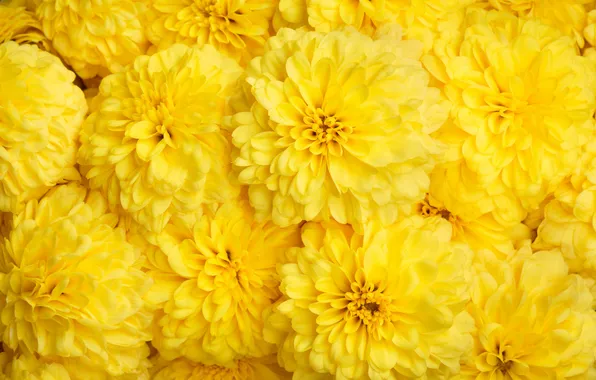 Flowers, yellow, chrysanthemum, a lot, ten