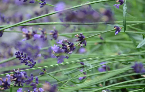 Picture stems, lavender, nikon d7000
