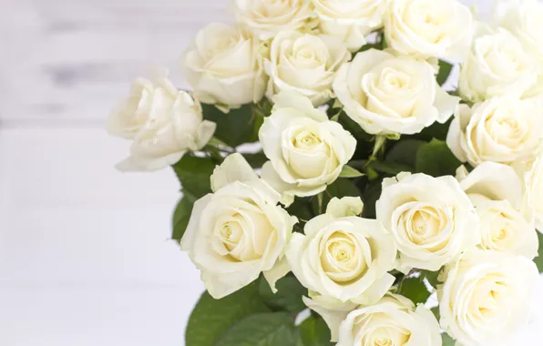 Bouquet, buds, White roses