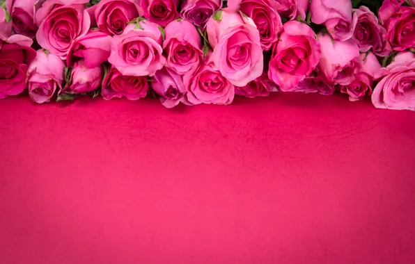 Flowers, roses, pink, buds, pink background, pink, flowers, romantic