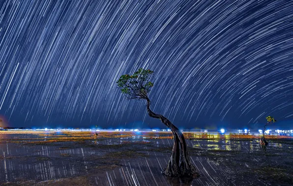 The sky, stars, night, lights, tree, shore, horizon, pond