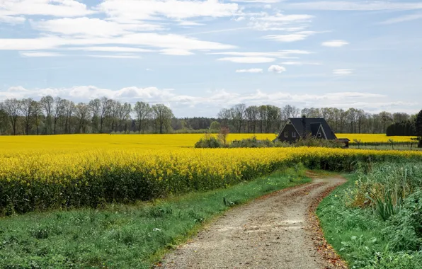 Road, the sky, grass, clouds, trees, flowers, house, spring