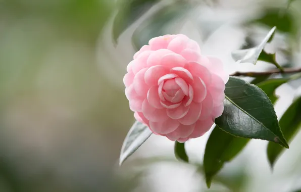 Picture macro, pink, branch, bokeh, Camellia
