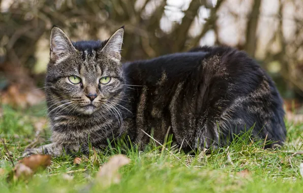 Picture cat, grass, cat, look, stay, ©Tambako The Jaguar