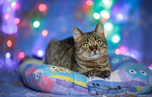 Cat, look, lights, kitty, grey, lights, muzzle, cute
