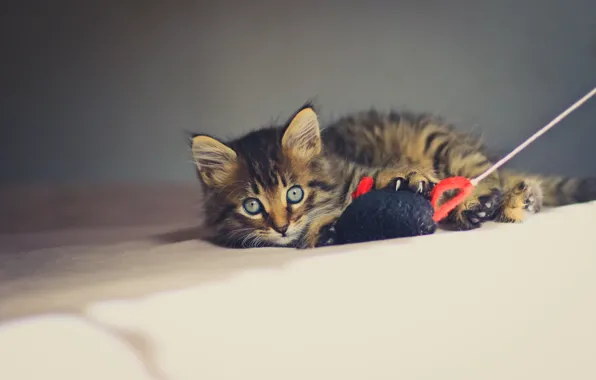 Look, kitty, toy, eyes, mouse