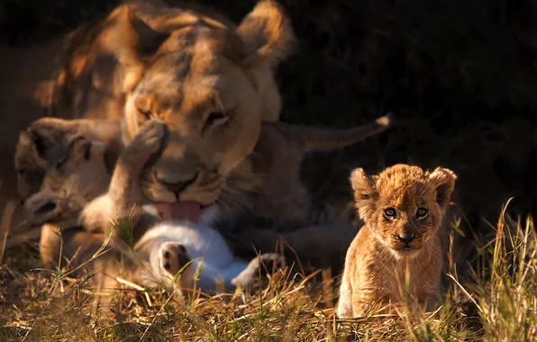 Light, the dark background, glade, the cubs, lioness, lion, mother