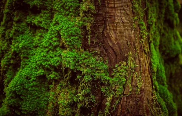Macro, tree, moss, trunk, bark