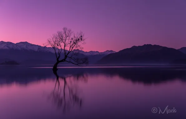 The sky, sunset, mountains, lake, reflection, tree, the evening, New Zealand