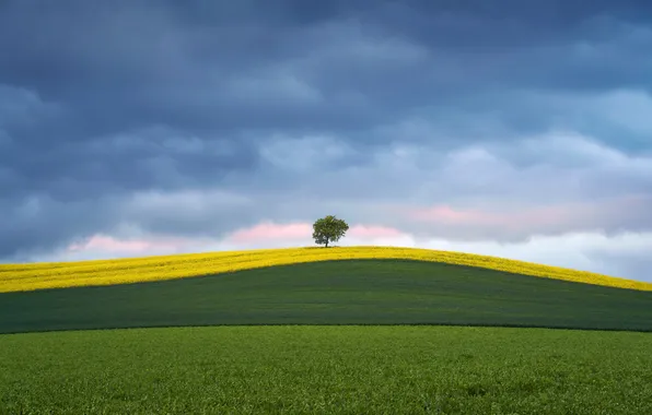 Field, summer, tree