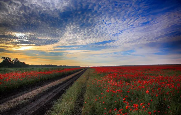 Picture road, field, Maki