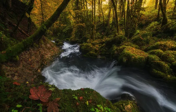 Autumn, forest, light, nature, sheet, river, foliage, stream