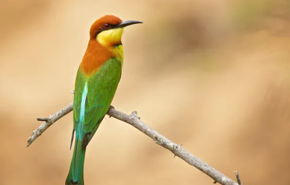 Picture background, bird, branch, Golden bee-eater