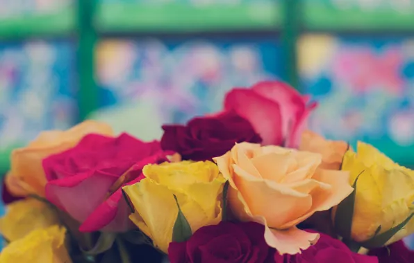 Flowers, roses, yellow, petals