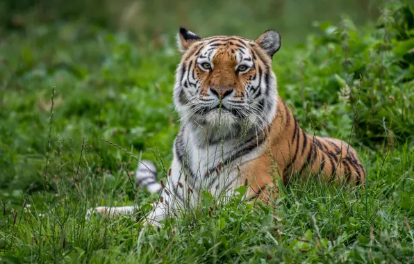 Grass, look, tiger, portrait, predator, wild cat