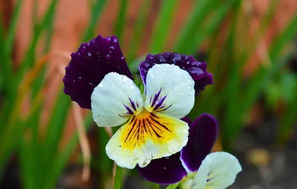 Drops, Flowers, Flowers, Drops