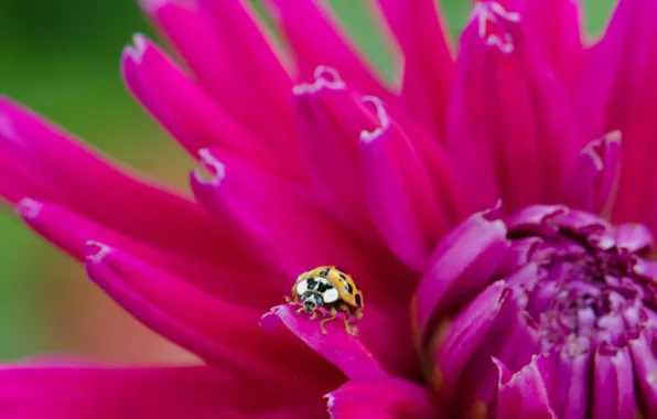 Flower, ladybug, petals, insect