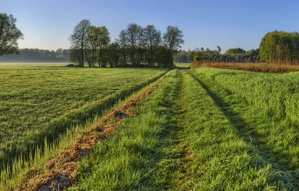 Picture field, summer, morning