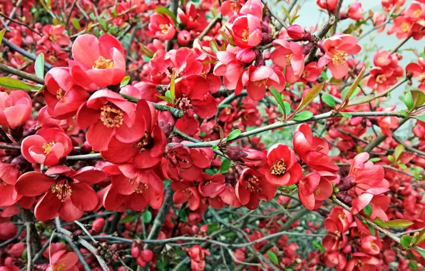 Leaves, branch, flowers, blooming twig