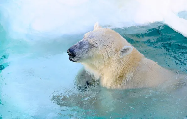 Face, predator, pool, bathing, polar bear, zoo, polar bear, happy