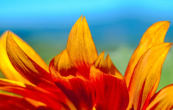 The sky, flowers, nature, petals