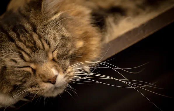 Picture cat, Koshak, sleeping, Tomcat