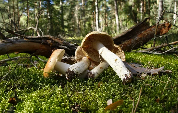 Picture forest, nature, Wallpaper, mushrooms, moss, food, morning, walk