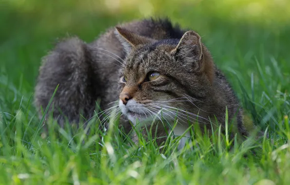 Grass, look, face, glade, lies, wild cat
