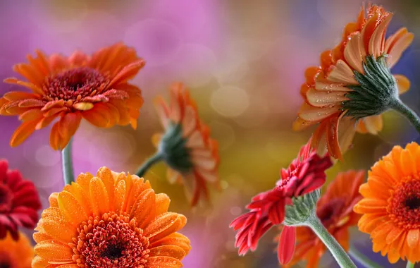 Drops, orange, red, Rosa, glare, gerbera