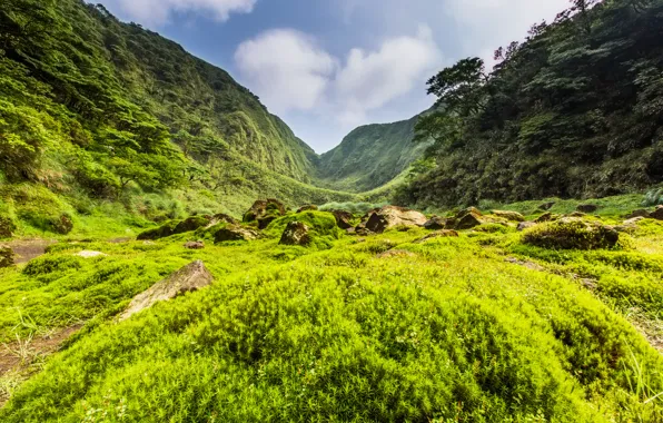 Greens, grass, trees, mountains, stones, valley