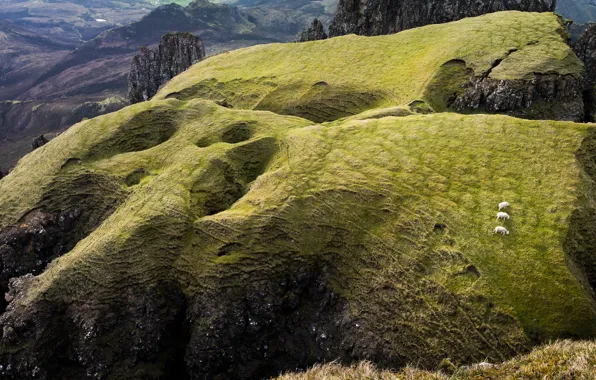 Mountains, hills, the slopes, sheep