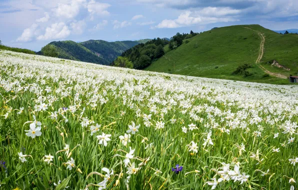 Flowers, mountains, hills, spring, slope, track, white, daffodils