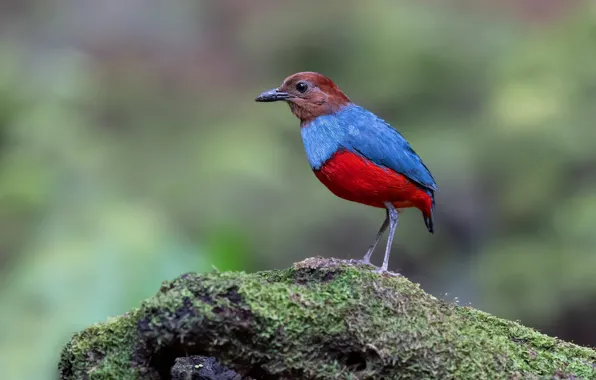 Stones, bird, moss, pitt