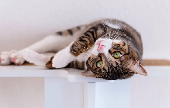 Cat, cat, look, pose, grey, wall, lies, face