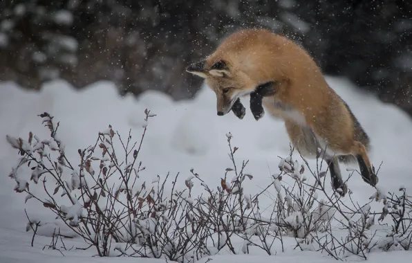 Picture winter, snow, branches, jump, Fox, hunting, red, the bushes