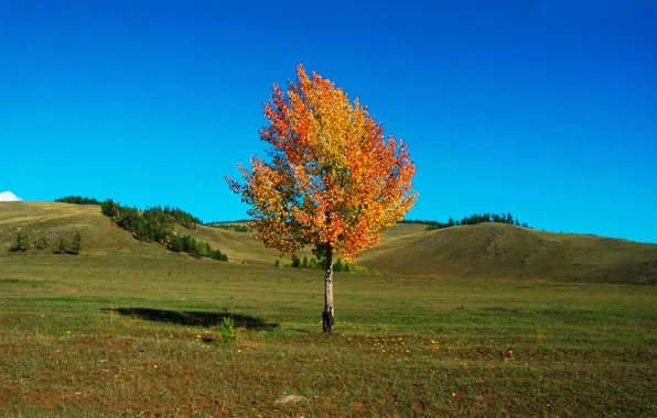Field, autumn, the sky, grass, landscape, tree, hills, beauty