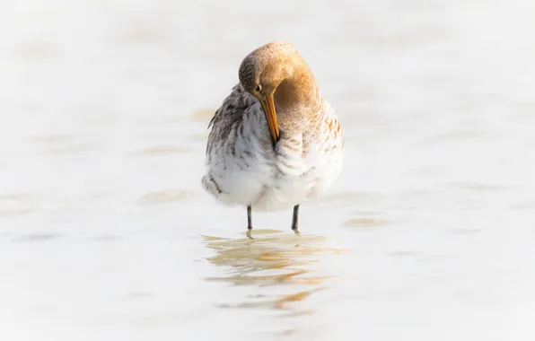 Picture water, bird, beak, black-tailed Godwit