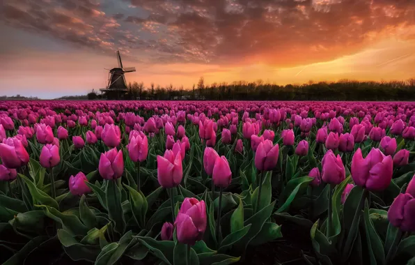 Field, the sky, dawn, paint, Spring, morning, tulips, Netherlands