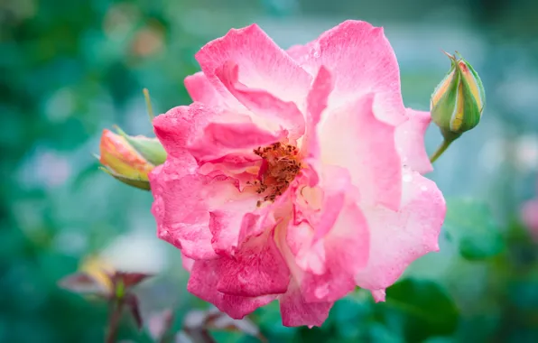 Picture leaves, macro, roses, bokeh