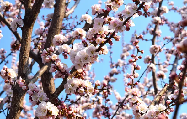 The sky, flowers, apricot, flowering tree